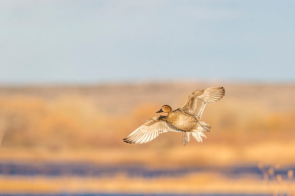 Pintail_BDANWR_2016_8