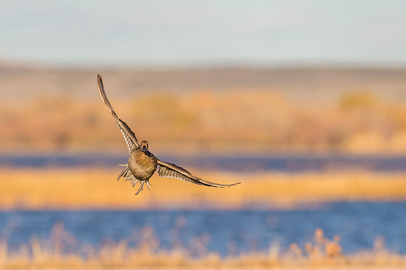 Pintail_BDANWR_2016_9