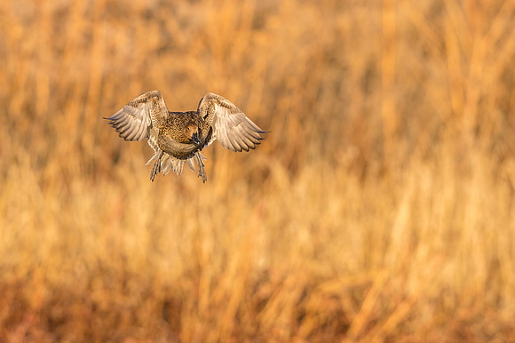 Pintail_BDANWR_2016_10