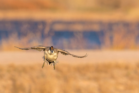 Pintail_BDANWR_2016_13
