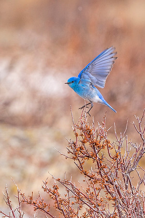 Mountain_Bluebird_2018_3