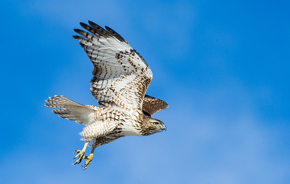 Louisville Hawk