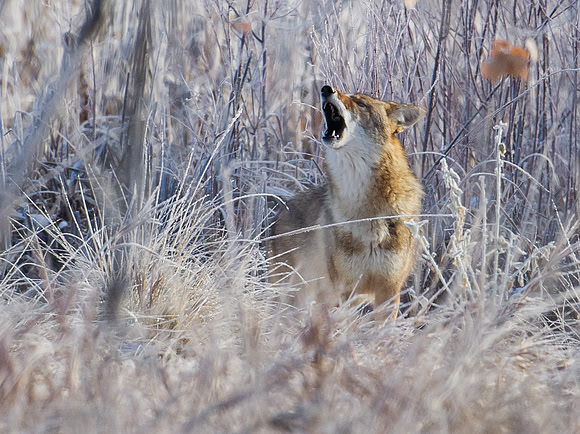 Coyote_2