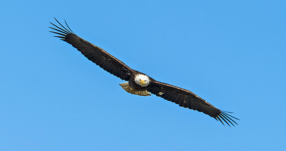 Bald_eagle_85