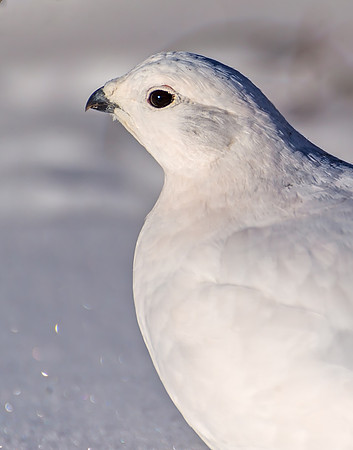 White-tailed_ptarmigan_22