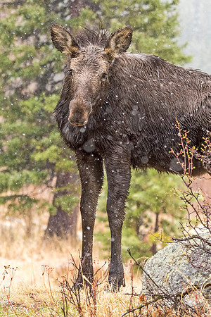 Moose_RMNP_2018_11