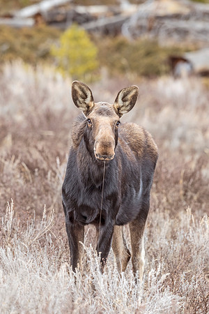 Moose_RMNP_2018_7