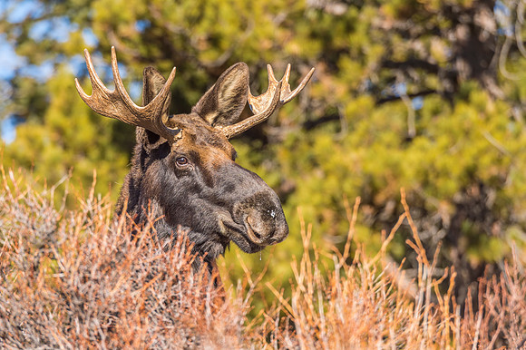 Moose_RMNP_2018_4