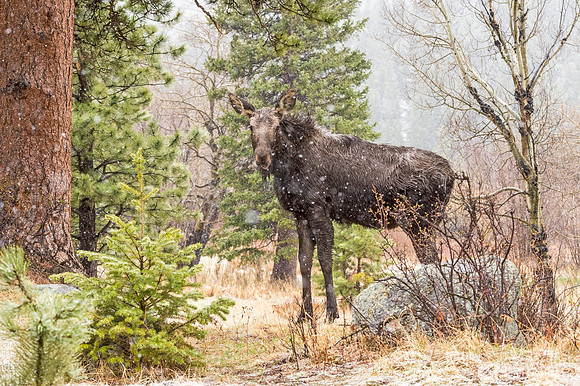 Moose_RMNP_2018_12