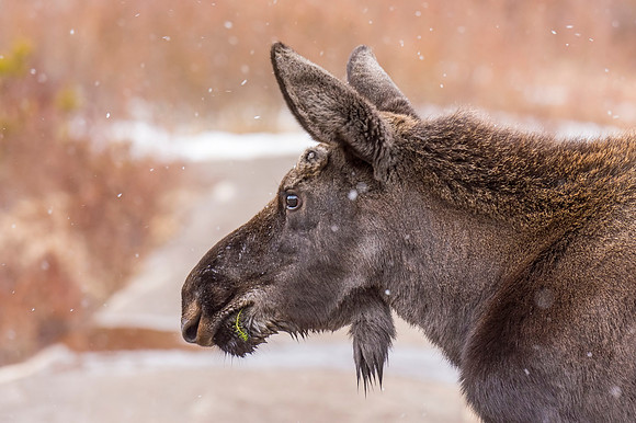 Moose_RMNP_2018_6