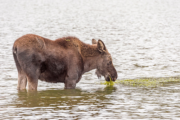 Moose_RMNP_2018_5