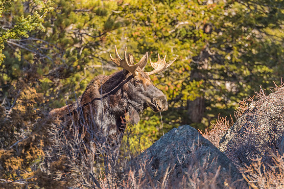 Moose_RMNP_2018_3