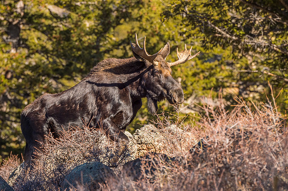 Moose_RMNP_2018_2