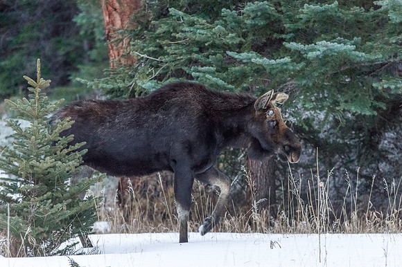Moose_RMNP_2018_1