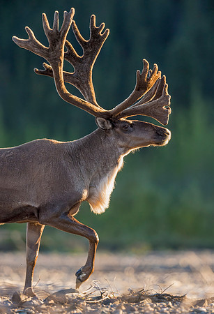 Caribou_Denali_2016-2
