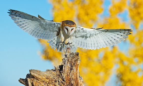 barn_owl_7
