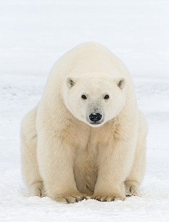 Polar_bear_13