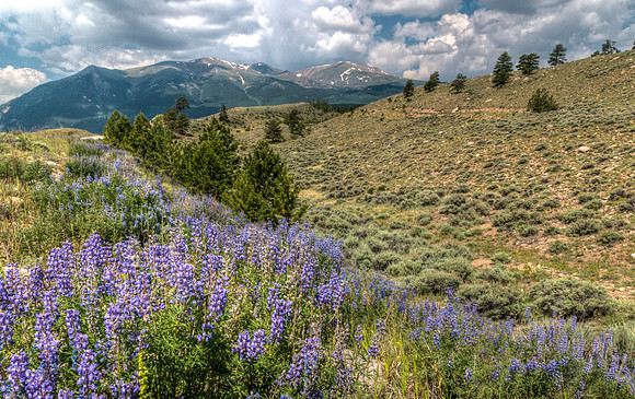 Lupines_and_peaks_1