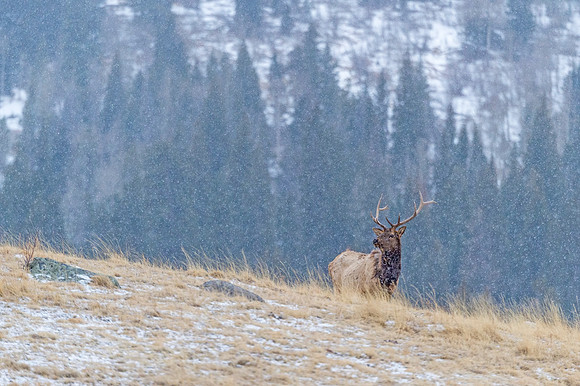 Elk_RMNP_2018_3