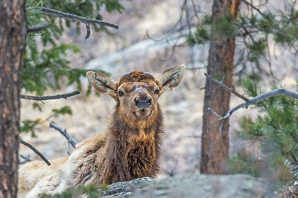 Elk_RMNP_2018_5