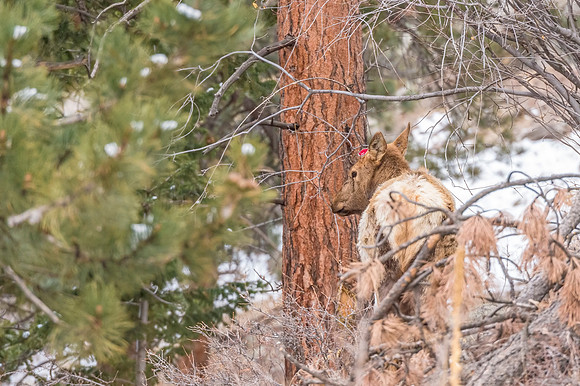 Elk_RMNP_2018_4