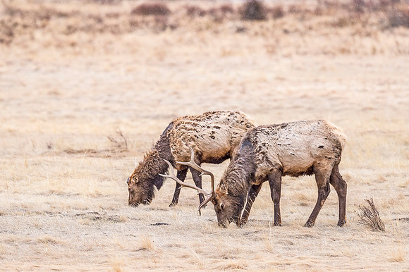 Elk_RMNP_2018_6