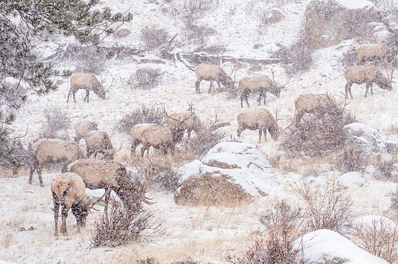 Elk_RMNP_2018_1