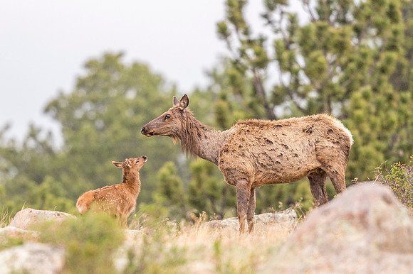 Elk_RMNP_2018_7