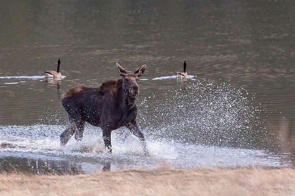 Moose_RMNP_2018_8