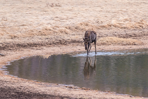 Moose_RMNP_2018_10