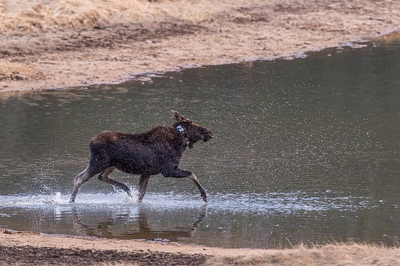 Moose_RMNP_2018_9