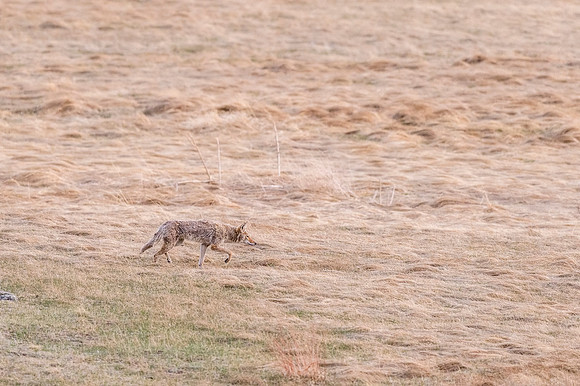 Coyote_RMNP_2018_2