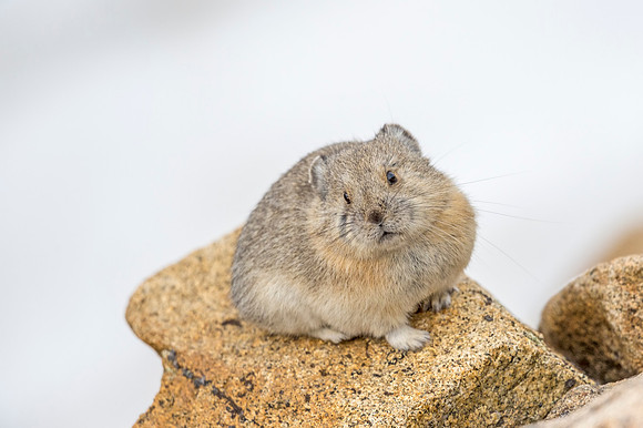 Pika_RMNP_2018_1