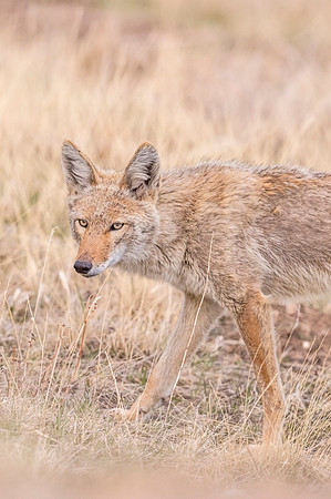 Coyote_RMNP_2018_3
