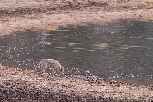 Coyote_RMNP_2018_4
