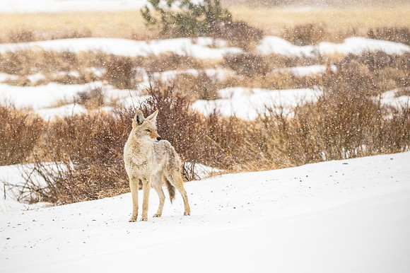 Coyote_RMNP_2018_1