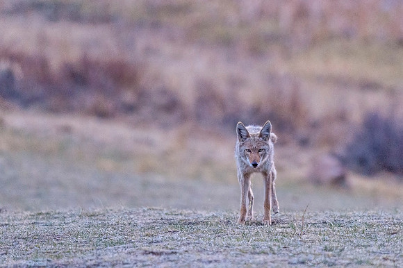 Coyote_RMNP_2018_5