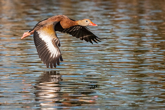 Black-bellied_whistling_duck_AudubonP_2022_1
