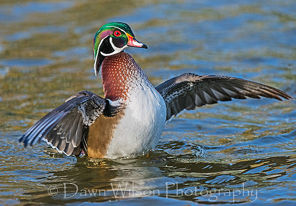 Wood_duck_23