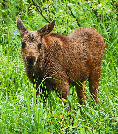 Moose Calf