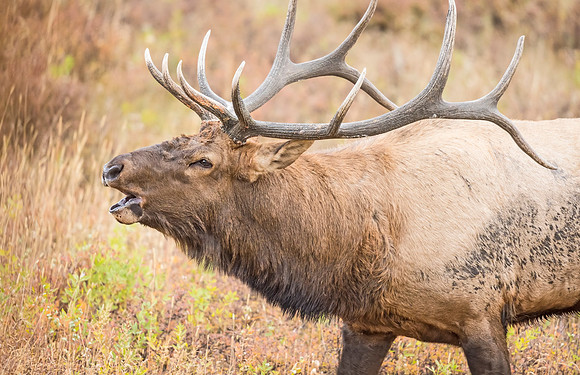 Elk_RMNP_2016_17