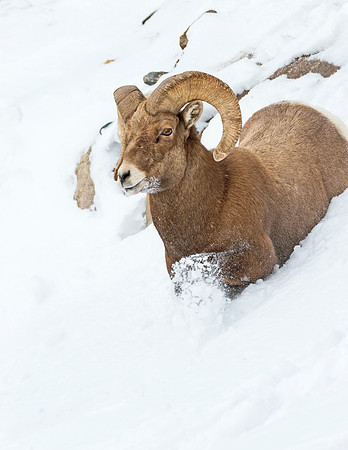 Bighorn_ram_Guanella_Pass_6