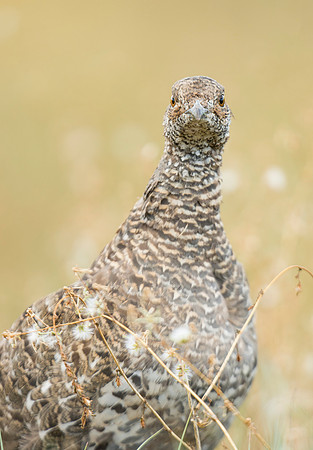 Dusky_grouse_1