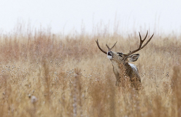 Mule_deer_buck_98