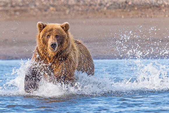 Brown_Bear_LCNP_2014_42