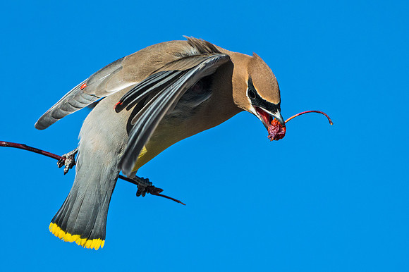 Cedar_waxwing_6