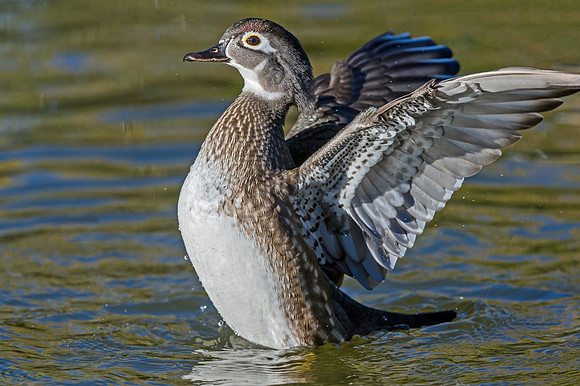 Wood_duck_26