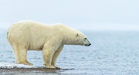Polar_bear_20