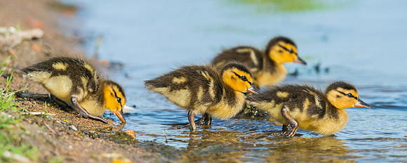Ducklings_1