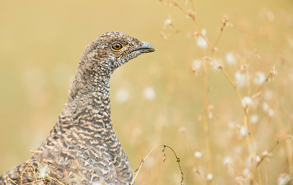 dusky_grouse_4